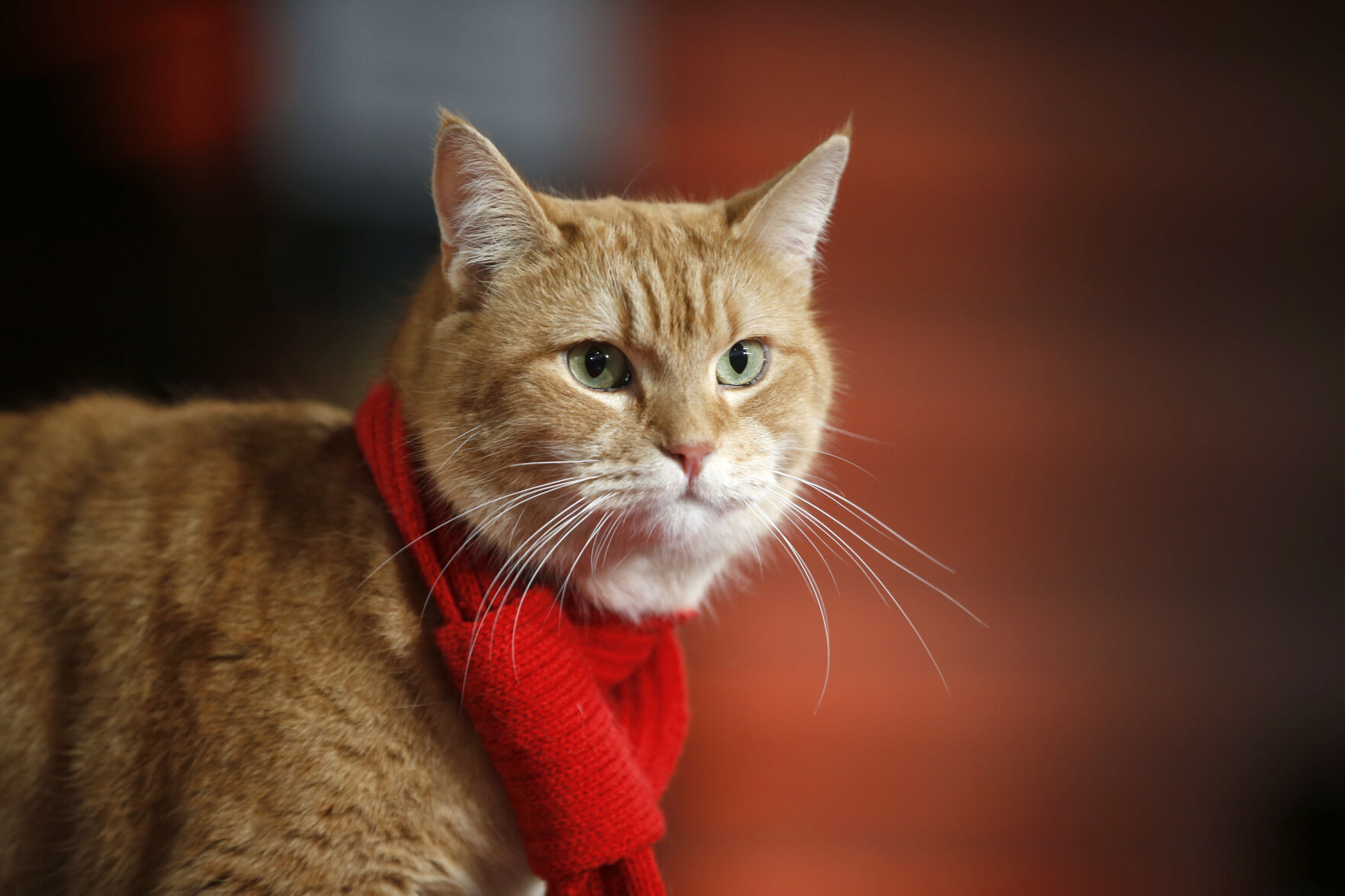 Bob the cat